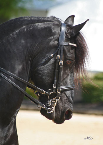 Friesian horses